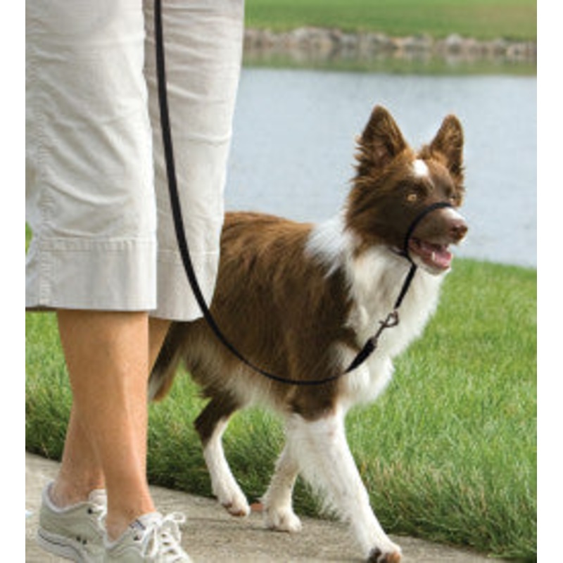 Easy Walk Headcollar|S|M|L