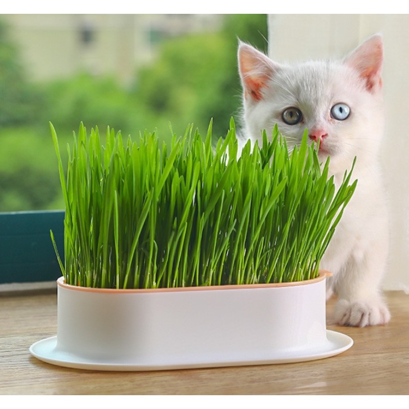 Cat Garden Grass Planter|Pink|Blue