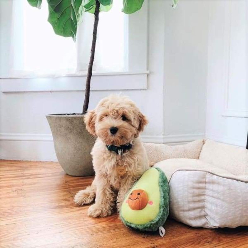 [10% OFF] ZippyPaws NomNomz Avocado Dog Toy