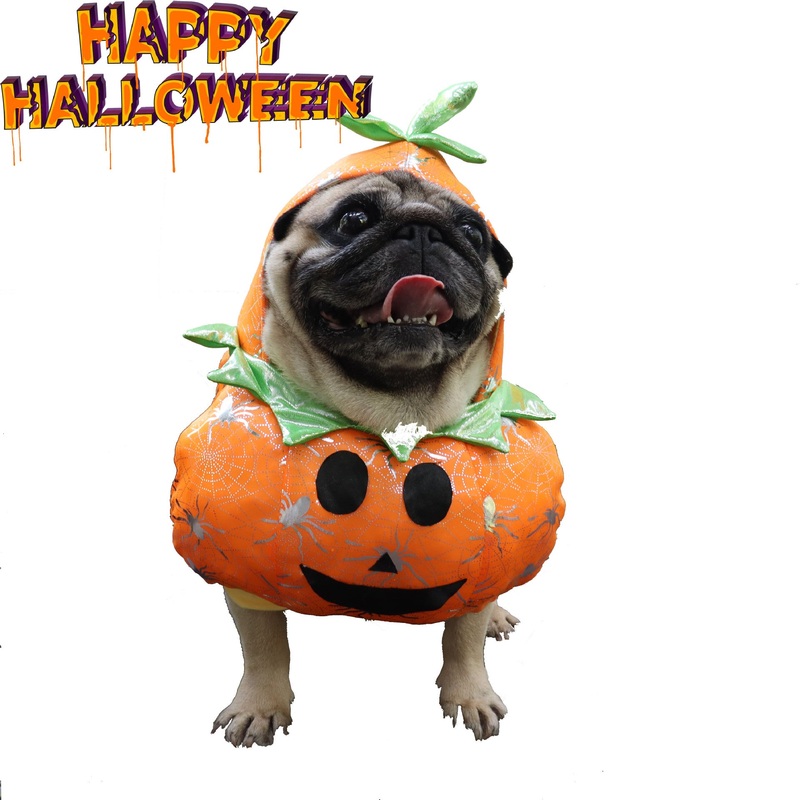 Cos Ghost Pumpkin Pet Costume|Small|Medium|Large
