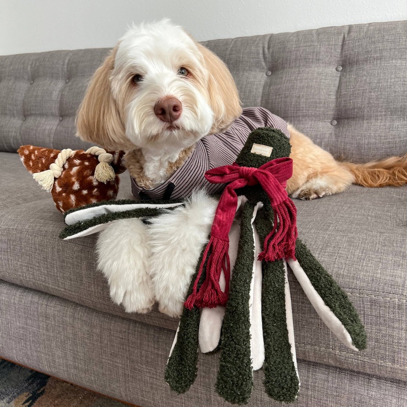 Tako Enrichment Toy for Dogs